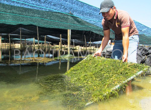 Rong nho biển Giàu giá trị kinh tế  Tạp chí Thủy sản Việt Nam